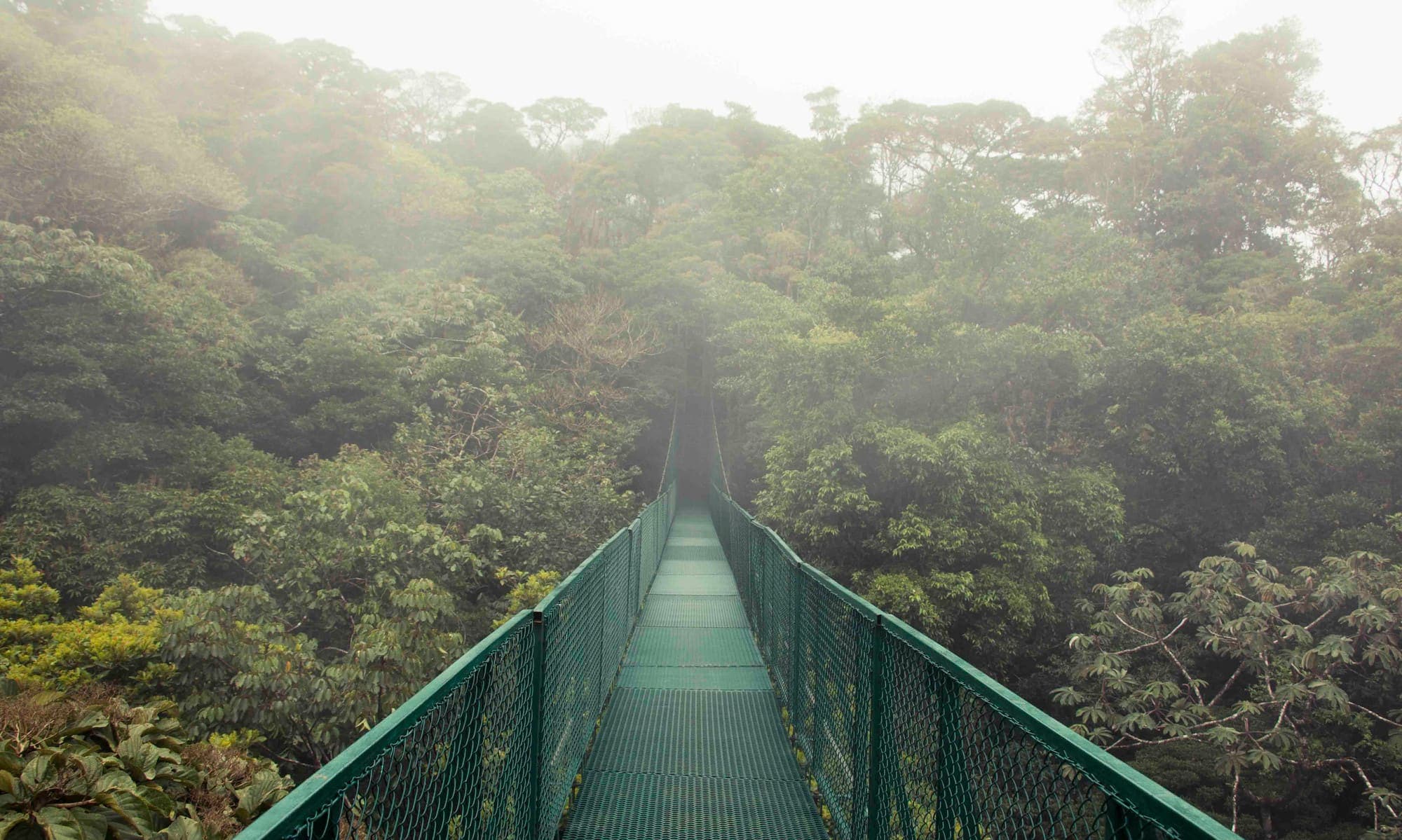 A suspension bridge through the mist of the Monteverde cloud forest